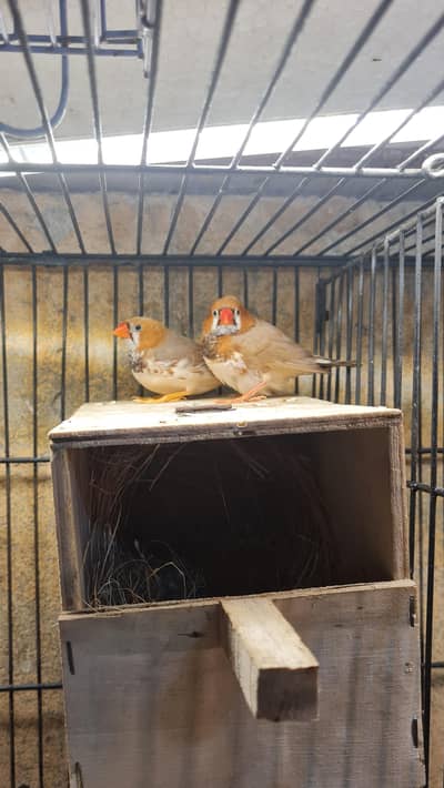 Orange finch & fawn java