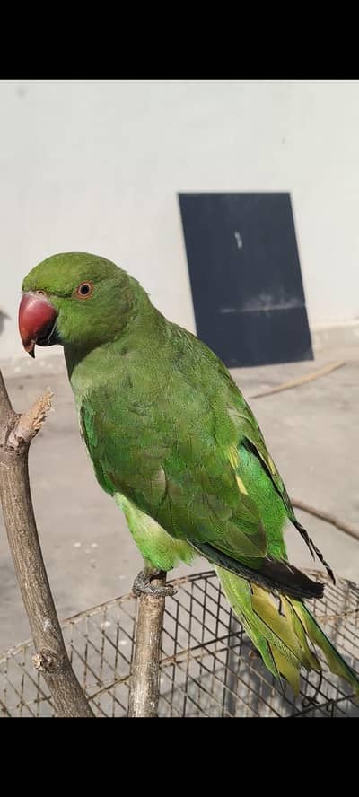 Green parrot