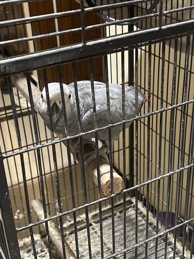 Bohot zada bolta hain