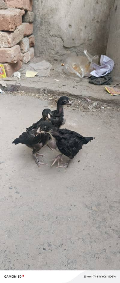 Amroha Muskha Aseel  chicks