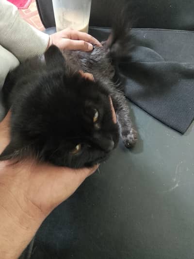 black Persian cat punch face