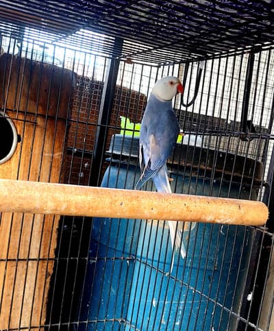 Voilet CT breeder male