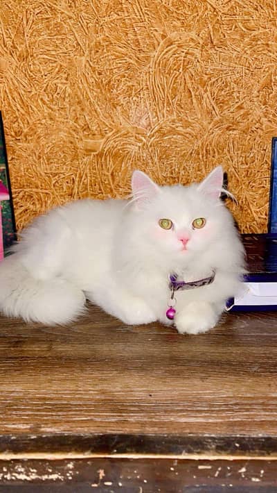 male cat  eyes for sale