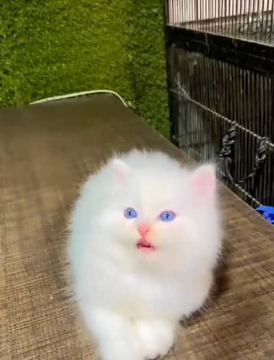 Persian cat kitten for sale my WhatsApp 03472175246