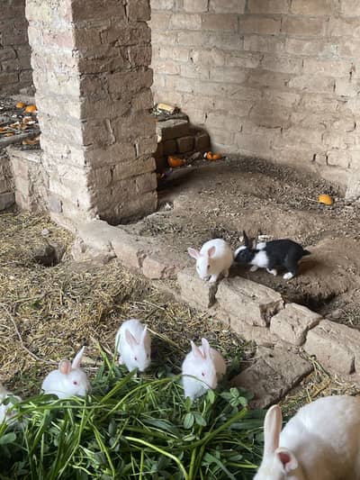 Baby rabbits for sale