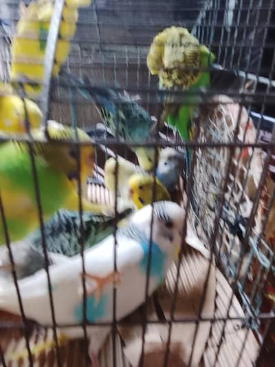 austalayan tota for sale  price 900 pair  ka