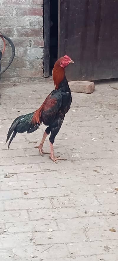 پیور اصیل چورس نلی میں