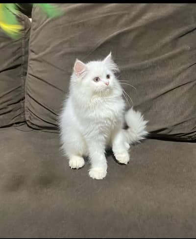 Persian cat triple quote 5 face mein later train