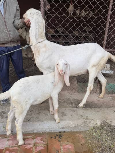 Rajanpuri Bakri