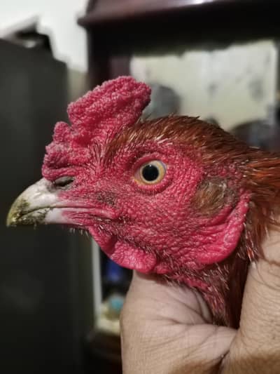 pure mian wali no one quality