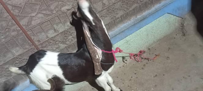 mashallah sy full fit hy Allah ky karam sy 03150133296 is pe contact