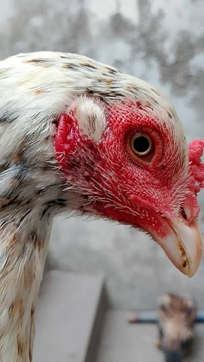 Aseel Madi 03oo6o9o379