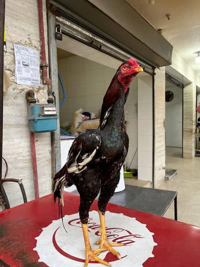 Pure Aseel Long Height Patha