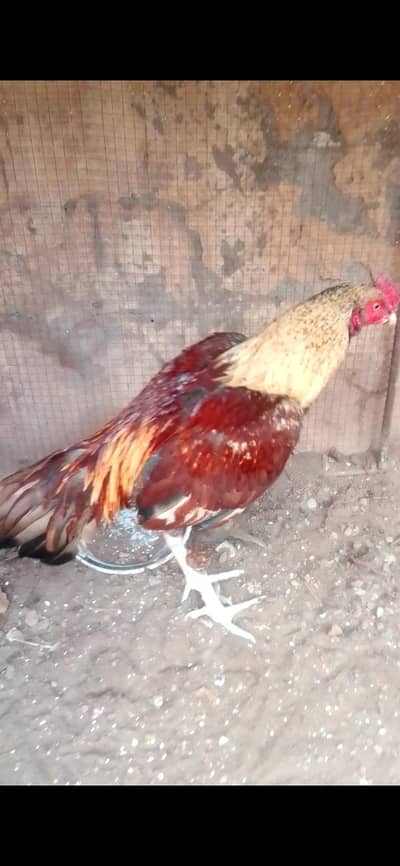 high quality Reza for sale