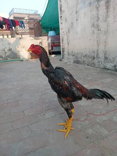 japanese shamo patha for sale jes Bhai ko samj ay rabta kar lay