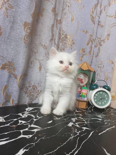 Persian Kittens