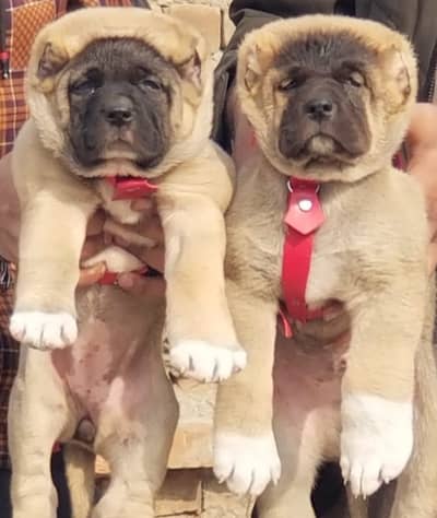 Afghan Kuchi | pure Afghan Kuchi puppies pair | Afghan Kuchi dog