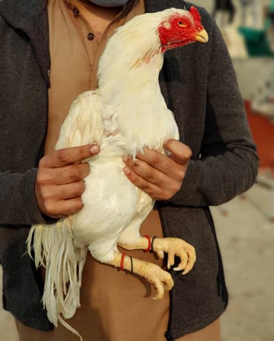 high quality old bloodl amroha Mianwali lasani Heera aseel breeder