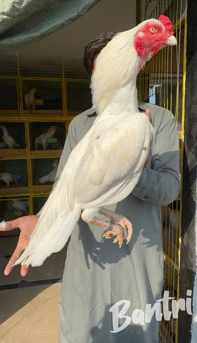 Aseel eggs and chicks for sale