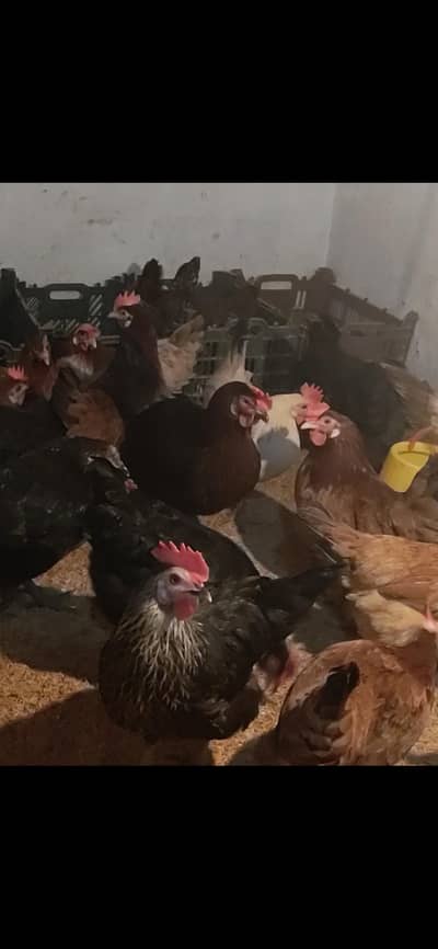 golden misri ando wali murgian