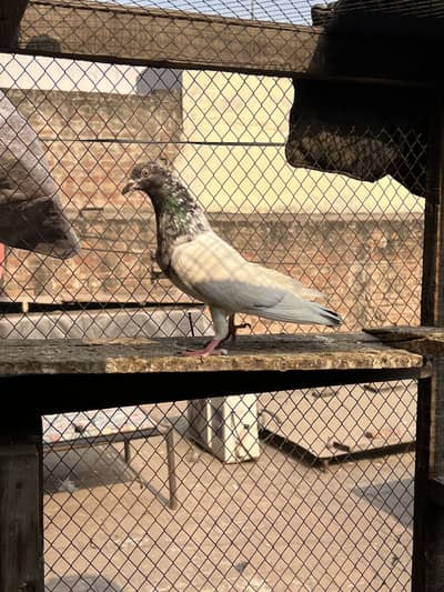 Teddy , Lakhay , Salayte , surkhay , zak , rampuri