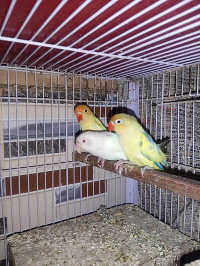 Love birds breeder pair