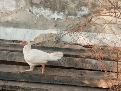 àseel hen and murga