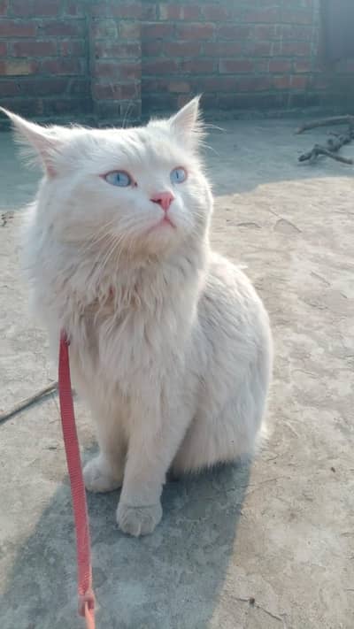 A beautiful adult white fluffy Persian male cat