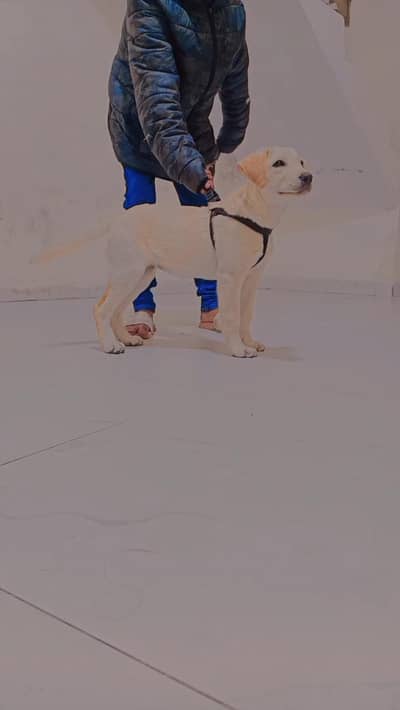 Labrador puppy for sale