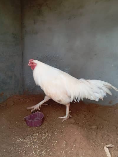 aseel pahty for sale