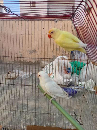 cremino Decino albino lutino