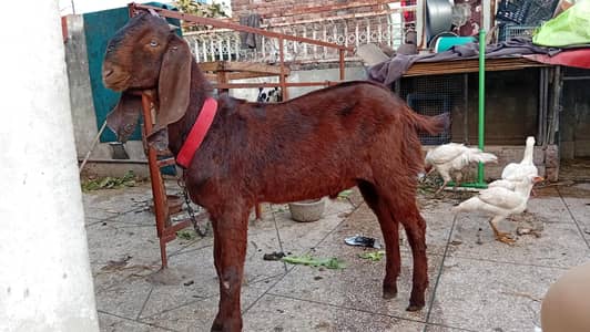 Desi Bakra and bakri