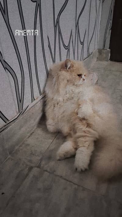 Persian male cat