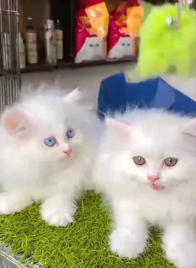 Persian cat kitten for sale my WhatsApp 03472175246