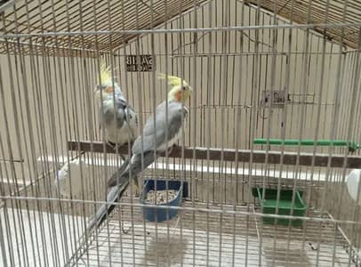 Cocktail Active Pair