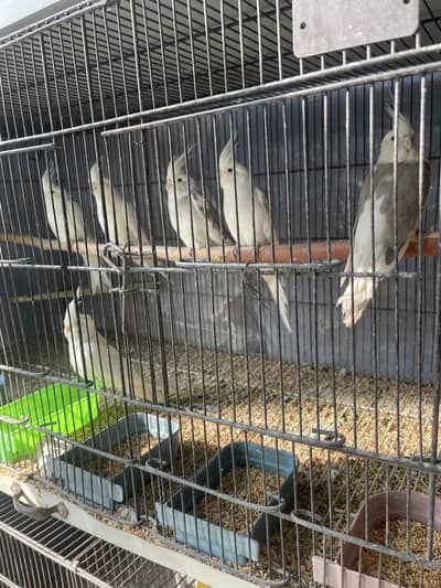 cocktails available for sell