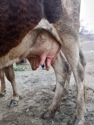 cow for sale 3than freezan cross 03056297925