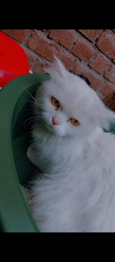 Persian cat Female. . . 7 month age