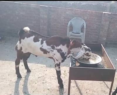 Ma Sha Allah Lal Daba big size Kheera & Khasi bakra