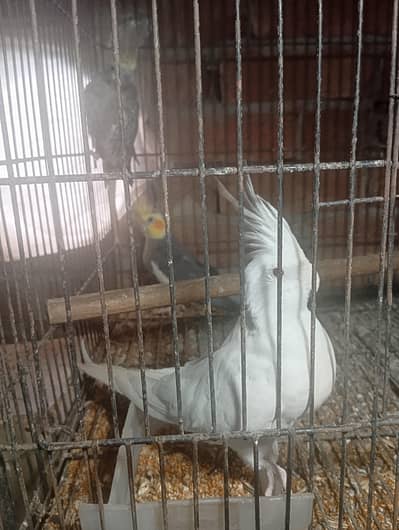 Cocktail and love bird