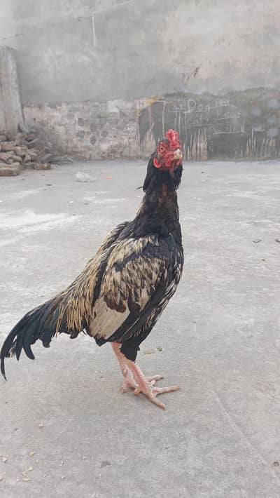 Aseel patha(WhatsApp 03+00+9+7+46+431