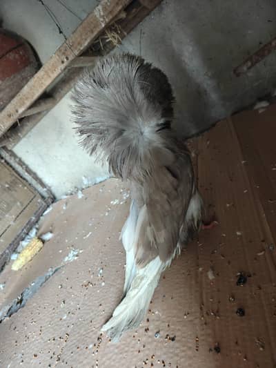 Jacobins Pigeons – Top Quality  exchange possible. . . .