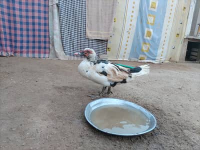 Duck male  in low price