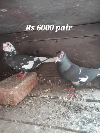 Multani maina pigeons pairs