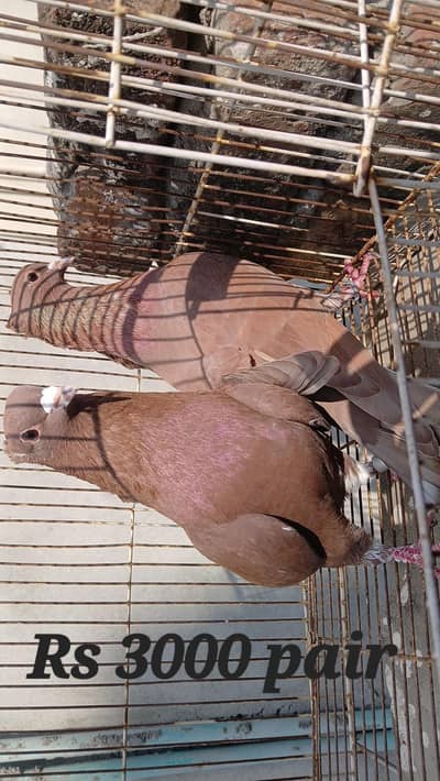 Multani maina pigeons pairs