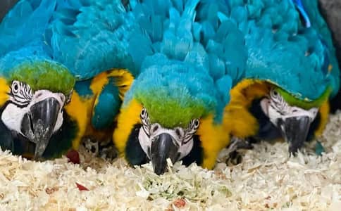 blue macaw parrot delivery call 03359075409