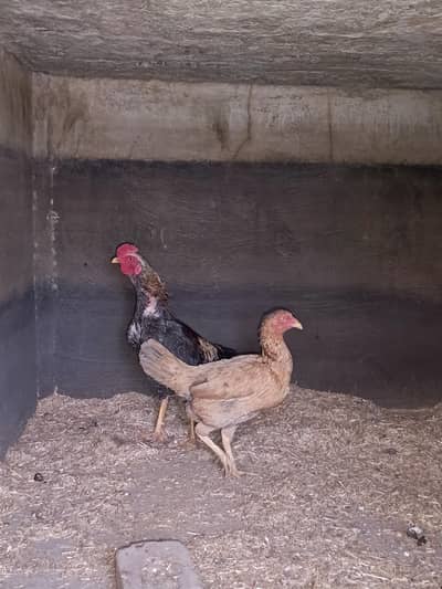ASEEL TRIO SET AVAILABLE HEN EGG LAYING