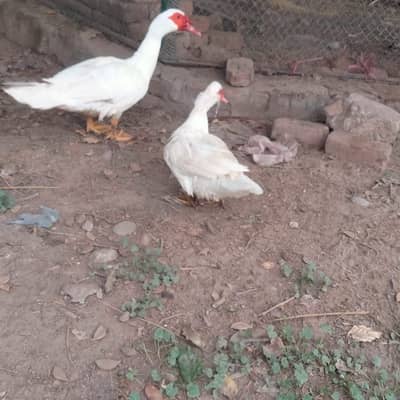 white muscovy breeder male