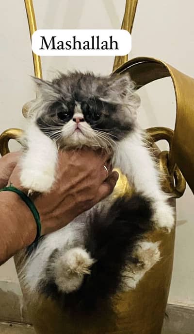 Cfa bloodline Peki Face Kittens Available