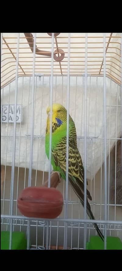 Exhibition Female Or King - Undersize Pair